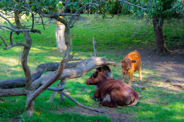 Gruppo Animali Nella Foresta Mucche Pascolo — Foto Stock