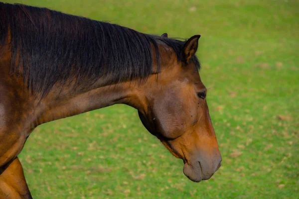 Cavalo Marrom Pastagem Fauna Flora Conceito — Fotografia de Stock