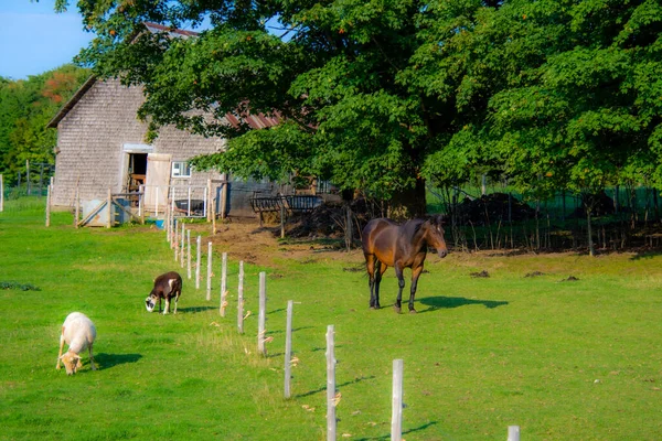 Pferd Und Ziegen Auf Dem Land — Stockfoto