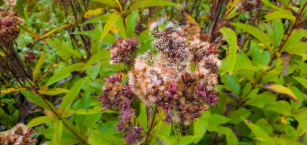 Trockenblumen Wachsen Garten — Stockfoto