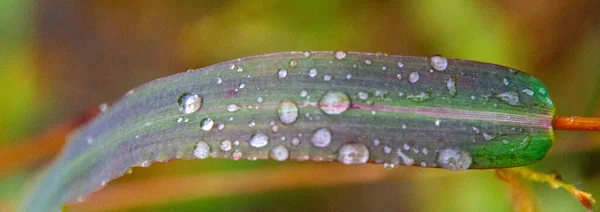 Grünes Gras Mit Tautropfen — Stockfoto