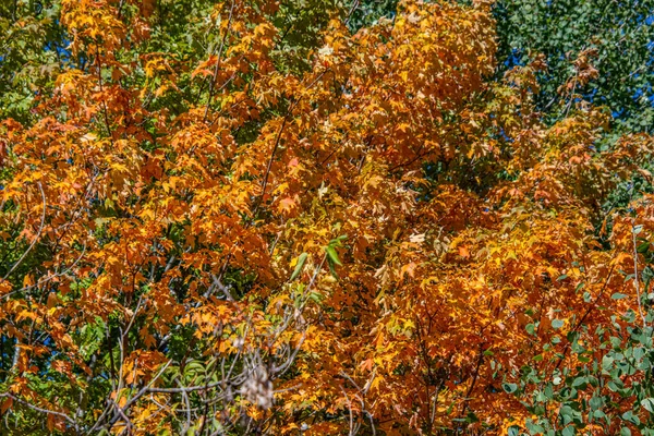 Herbst Blätter Herbst Jahreszeit Flora — Stockfoto