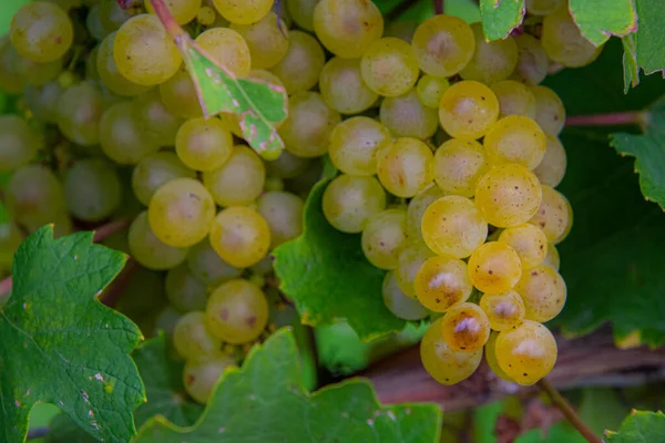 Racimo Uva Viñedo — Foto de Stock