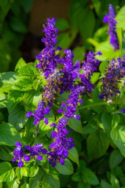 Bahçedeki güzel mor çiçekler