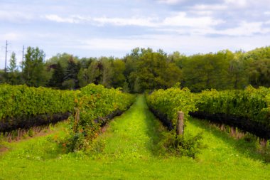 Güneşli bir günde güzel bir üzüm bağı