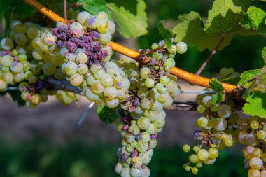 Üzüm bağında bir demet üzüm.