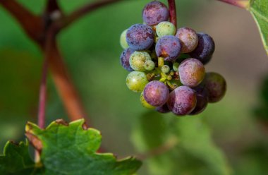Üzüm bağında siyah üzümler