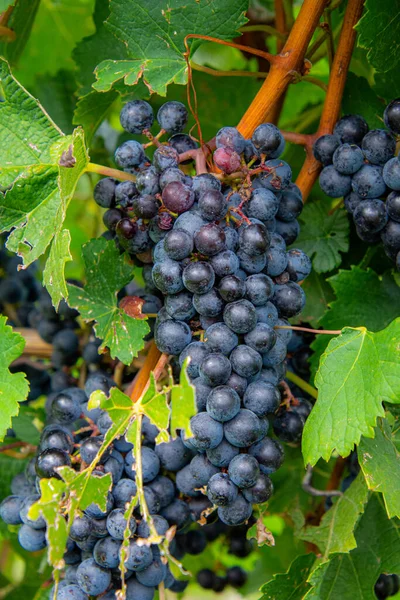 Raisins Noirs Dans Vignoble — Photo