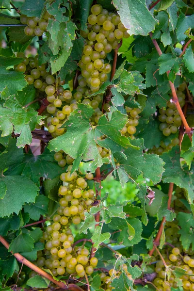 Cacho Uva Vinha — Fotografia de Stock