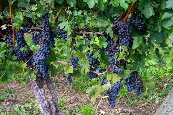 Черный Виноград Винограднике — стоковое фото