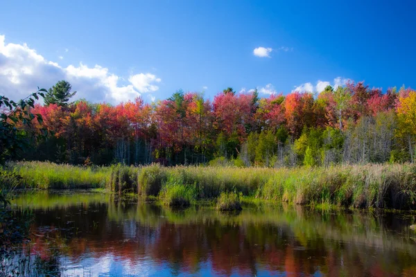 Outono Paisagem Com Árvores Céu Azul — Fotografia de Stock