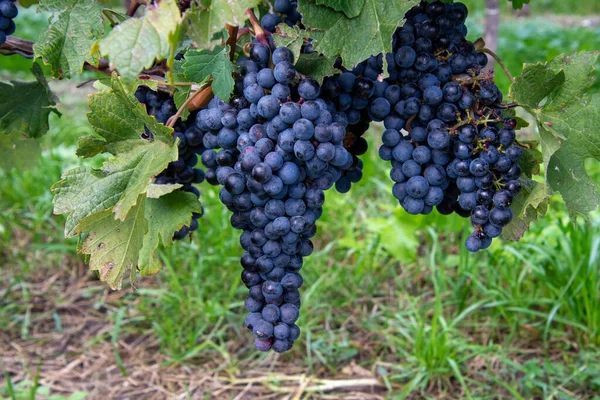 Raisins Noirs Dans Vignoble — Photo