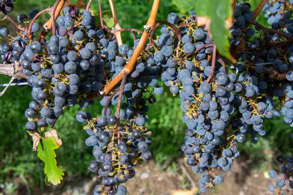 Uvas Negras Viñedo — Foto de Stock