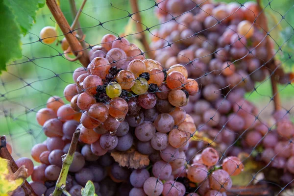 Raisins Noirs Dans Vignoble — Photo