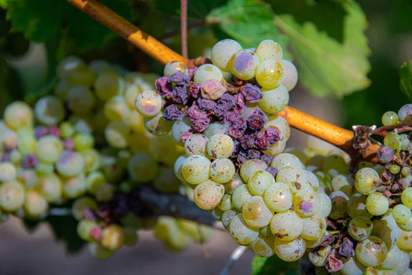 Grappe Raisin Dans Vignoble — Photo