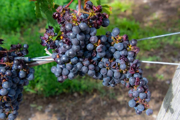 Uvas Pretas Vinha — Fotografia de Stock