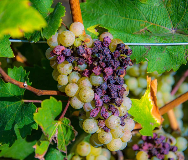 Uvas Negras Viñedo — Foto de Stock