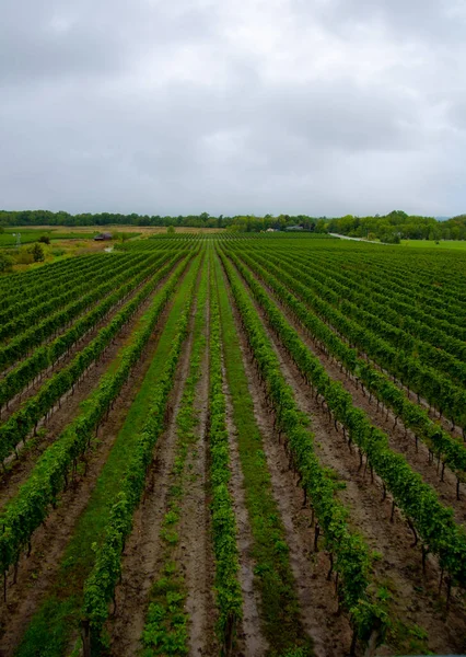 Hermoso Viñedo Día Soleado — Foto de Stock