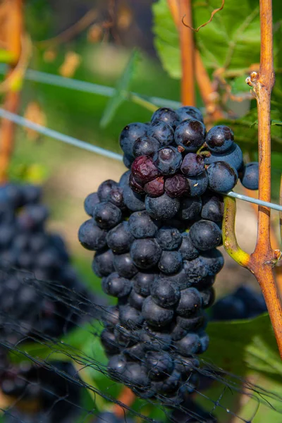 Raisins Noirs Dans Vignoble — Photo