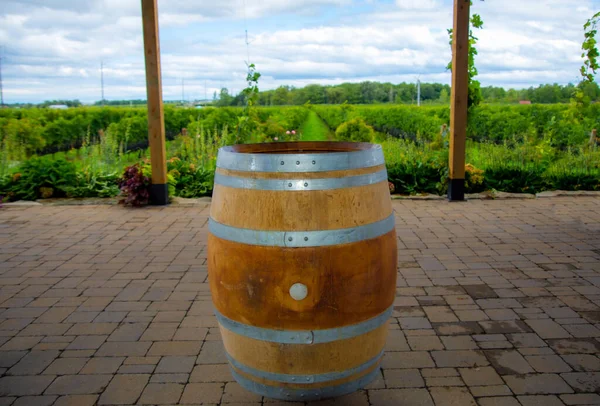 晴れた日には美しいブドウ畑とワイン樽が — ストック写真