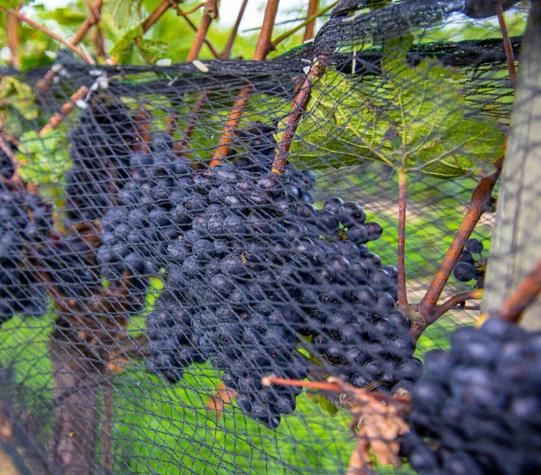 Black Grapes Vineyard — Stock Photo, Image