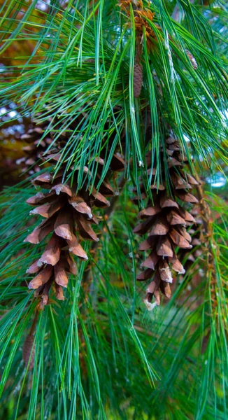 Pine Cones Branch — Stock Photo, Image