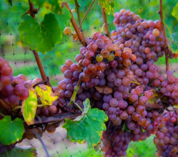 Uvas Pretas Vinha — Fotografia de Stock