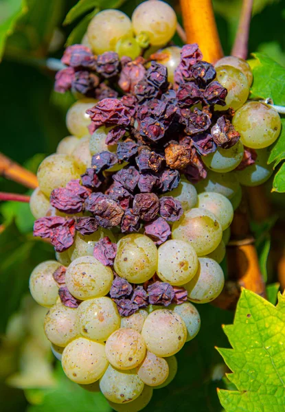 Tros Druiven Wijngaard — Stockfoto