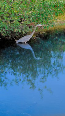 Quebec 'teki Kanada kırsalında bir bataklığın yakınında muhteşem bir mavi balıkçıl.