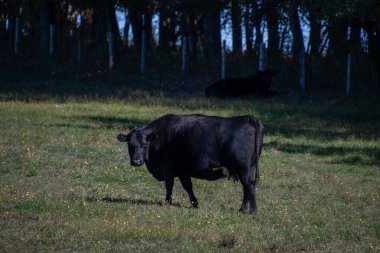 Quebec eyaletinin Kanada kırsalındaki bir tarlada siyah inek.