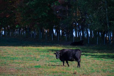 Quebec eyaletinin Kanada kırsalındaki bir tarlada siyah inek.