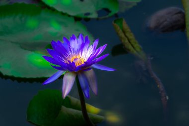 Kültürlü su güzelliği sergileniyor. Tayland 'daki insan yapımı güzel göletinin ortasında..