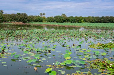 Bangkok 'taki hoş küçük havuz değerli nilüfer çiçeğini beslemek için mükemmel bir ortam sağlıyor..