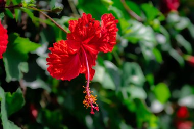 Yeşil Yeşil Yapraklar Arkaplanlı Parlak Kırmızı Hibiscus Çiçeğinin Yakın Çekimi