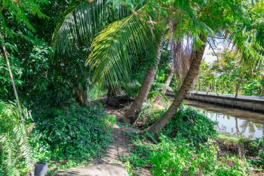 Yoğun Tropikal Ormanda, Palmiye Ağaçları ve Küçük Kanallı Kirli Yol