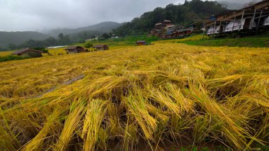 Tayland 'ın Ban Luang köyünün yakınında, Chiang Rai yakınlarında güzel bir pirinç tarlası.