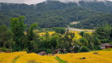 Tayland 'ın Ban Luang köyünün yakınında, Chiang Rai yakınlarında güzel bir pirinç tarlası.
