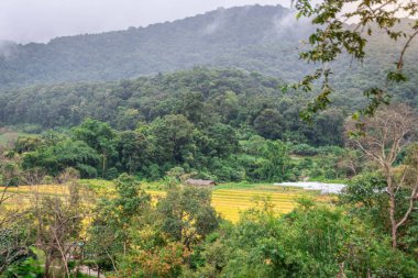 Tayland 'ın Ban Luang köyünün yakınında, Chiang Rai yakınlarında güzel bir pirinç tarlası.