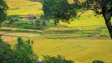 Tayland 'ın Ban Luang köyünün yakınında, Chiang Rai yakınlarında güzel bir pirinç tarlası.