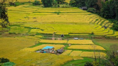 Tayland 'ın Ban Luang köyünün yakınında, Chiang Rai yakınlarında güzel bir pirinç tarlası.