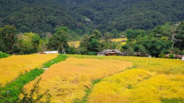 Tayland 'ın Ban Luang köyünün yakınında, Chiang Rai yakınlarında güzel bir pirinç tarlası.
