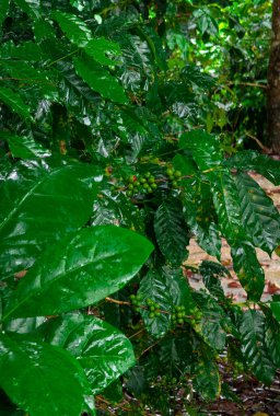 Yeşil kahve çekirdekleri yoğun kümeler halinde büyür. Büyük tropikal yapraklar arasında ince dallar üzerinde..