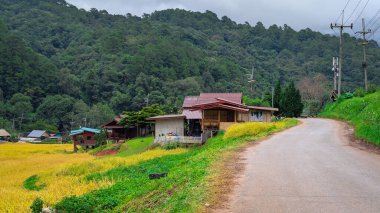 Tayland 'ın Ban Luang köyünün yakınında, Chiang Rai yakınlarında güzel bir pirinç tarlası.