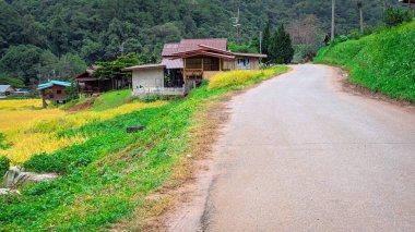 Beautiful rice paddy near the farming village of Ban Luang in Thailand near Chiang Rai