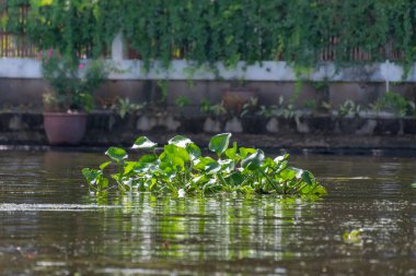 Bangkok, Tayland - 25 Ekim 2025: Bangkok banliyölerindeki Khlong Maha Sawat Kanalı