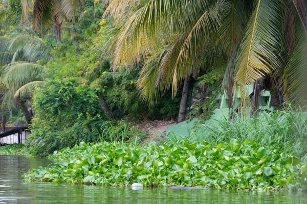 Bangkok, Tayland - 25 Ekim 2025: Bangkok banliyölerindeki Khlong Maha Sawat Kanalı