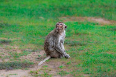 Yeşil çimenli alanda şirin bir maymun.
