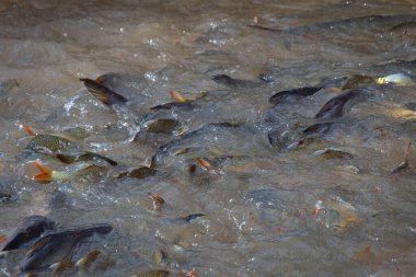 Suda yüzen balıkların, Kanchanaburi, Tayland 'da Kwai nehrinde yüzen balıkların yakın görüntüsü