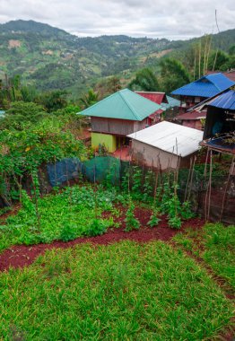 Kuzey Tayland 'daki Pa Tueng dağ köyü, Laos sınırına yakın.