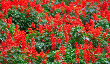 Kuzey Tayland 'daki dağ köyünün eteklerinde muhteşem büyük bir bahçe.